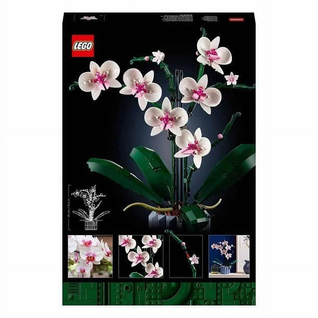 Orchid G28638