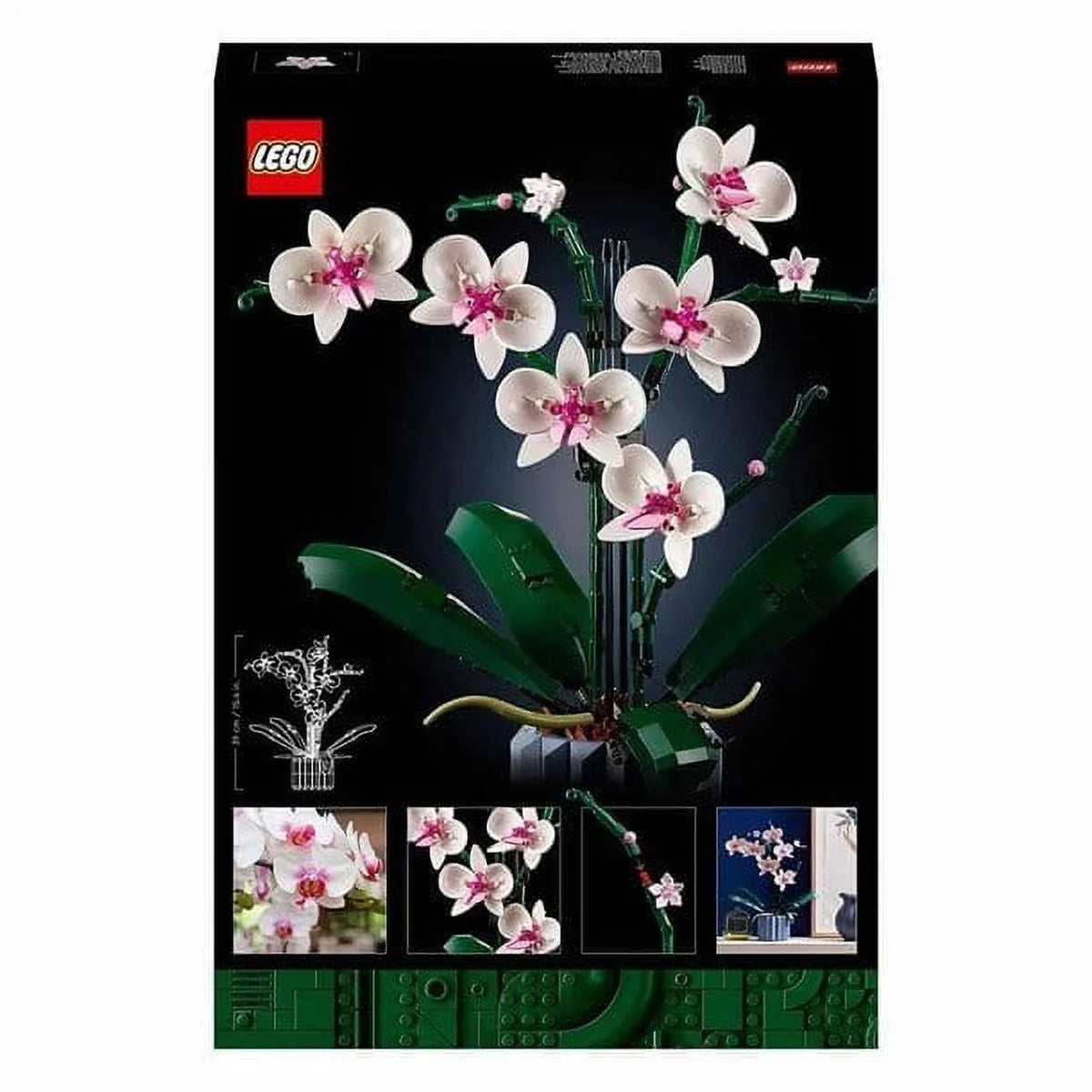 Orchid G28638