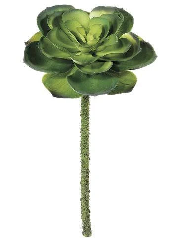 11.5 in Echeveria Pick Green Case of 24 E502