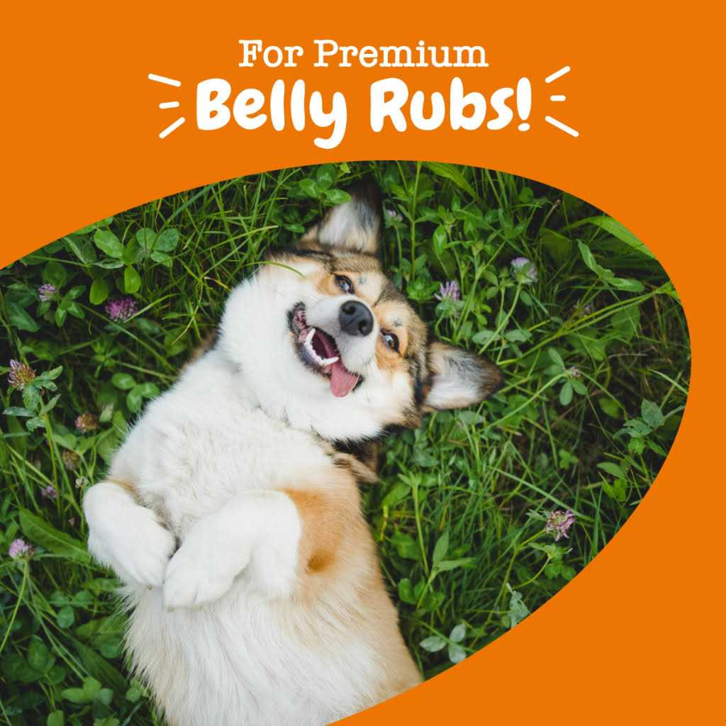 Probiotic Bites Pumpkin Flavored Soft Chews Digestive Supplement for Dogs O257053
