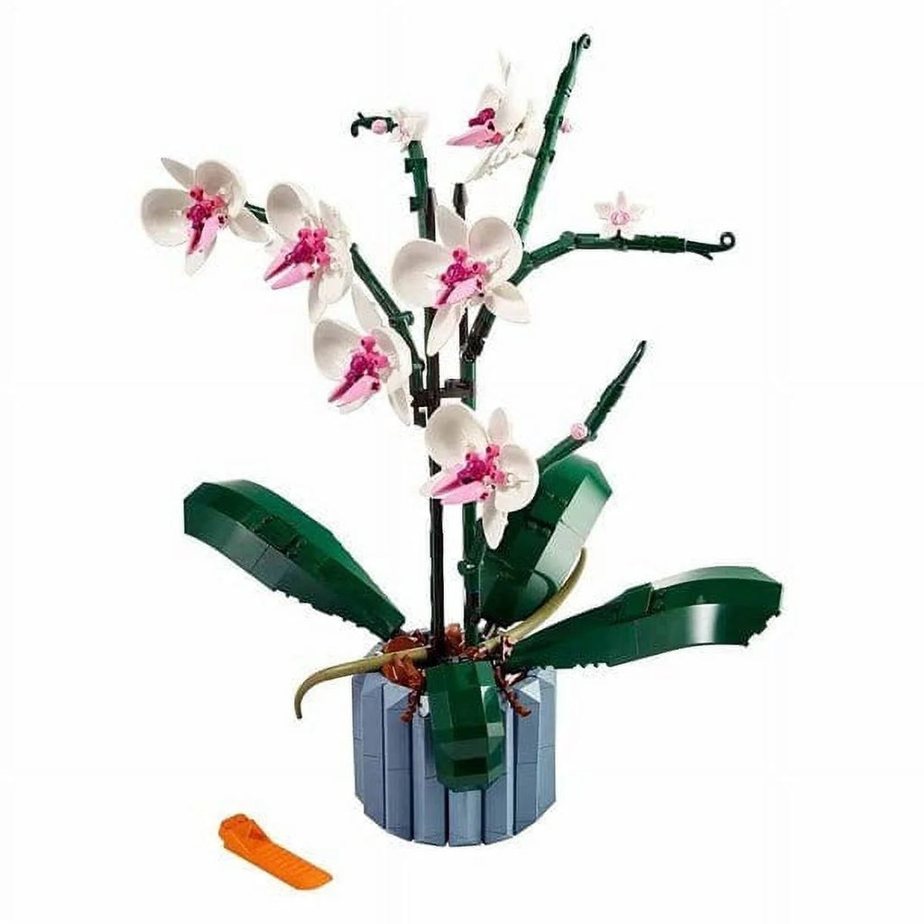 Orchid G28638