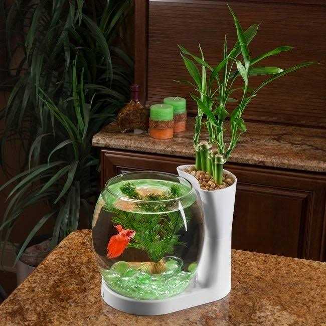 Betta Fish Bowl / Betta Fish Tank with Planter F201022