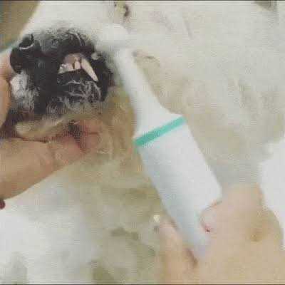 Electric Toothbrush for Dogs with Brush Heads B59386