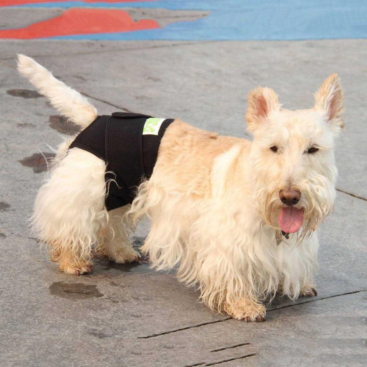 Dog Wrap T6041