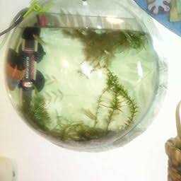 Wall Mounted Acrylic Fish Bowl M9579