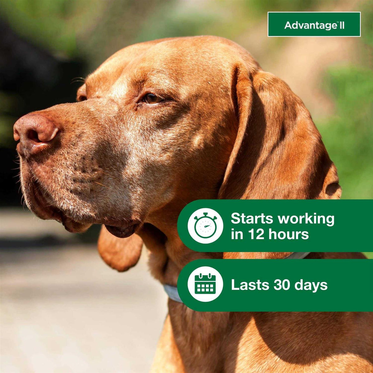 Advantage II for Dogs W40832