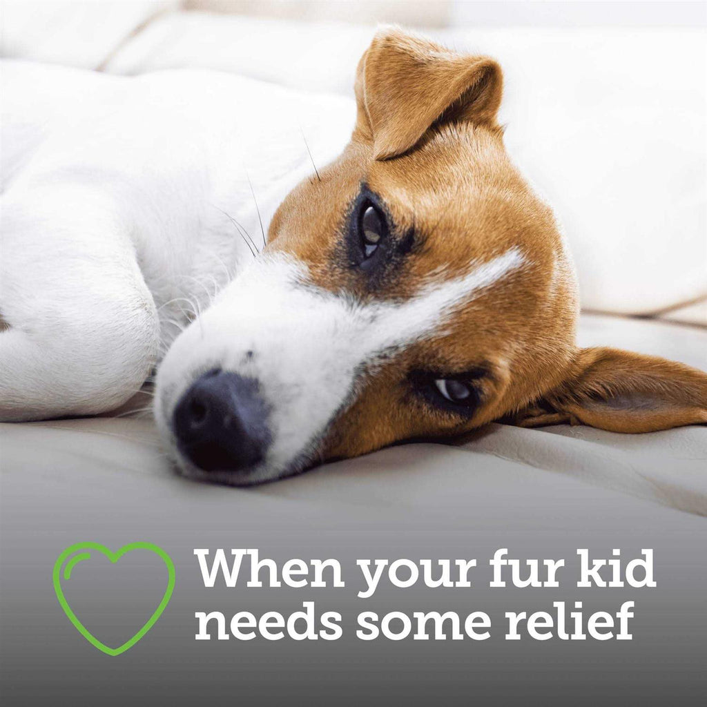 Canine Aspirin J31702