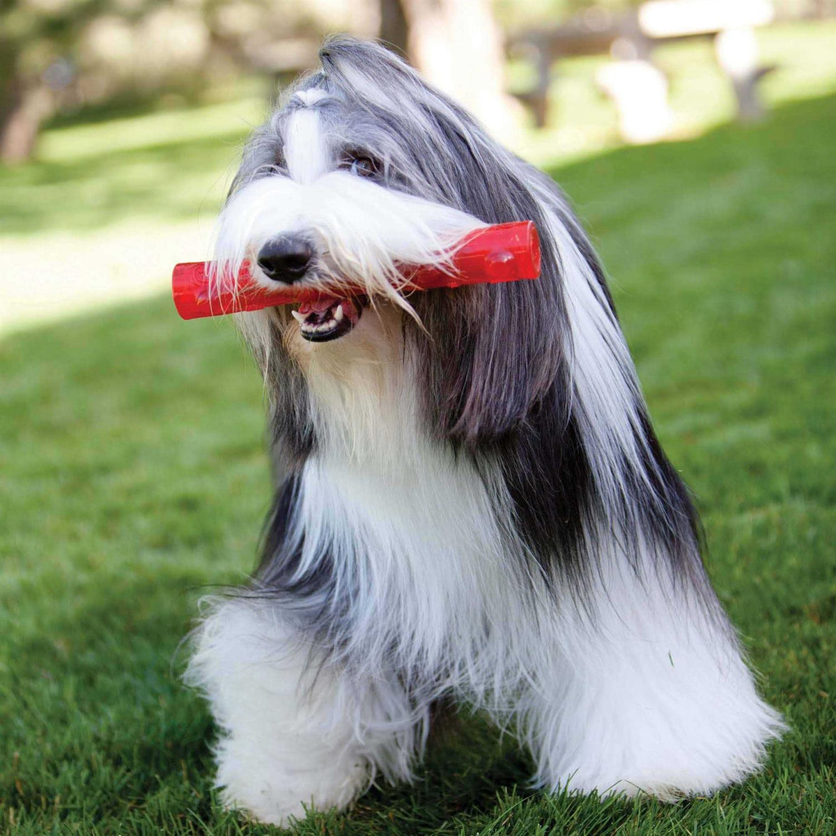Squeezz Ring Dog Toy Q751