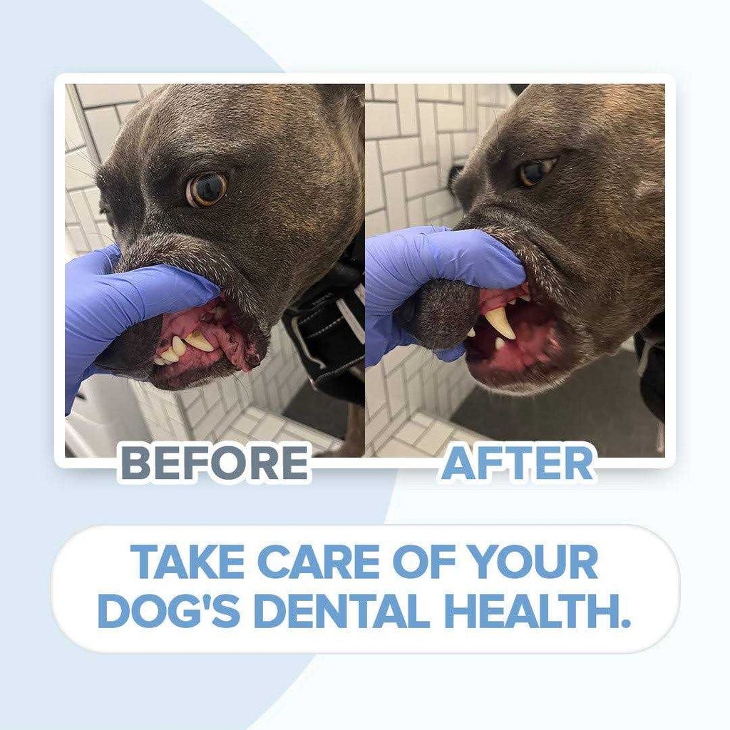 Electric Toothbrush for Dogs with Brush Heads B59386