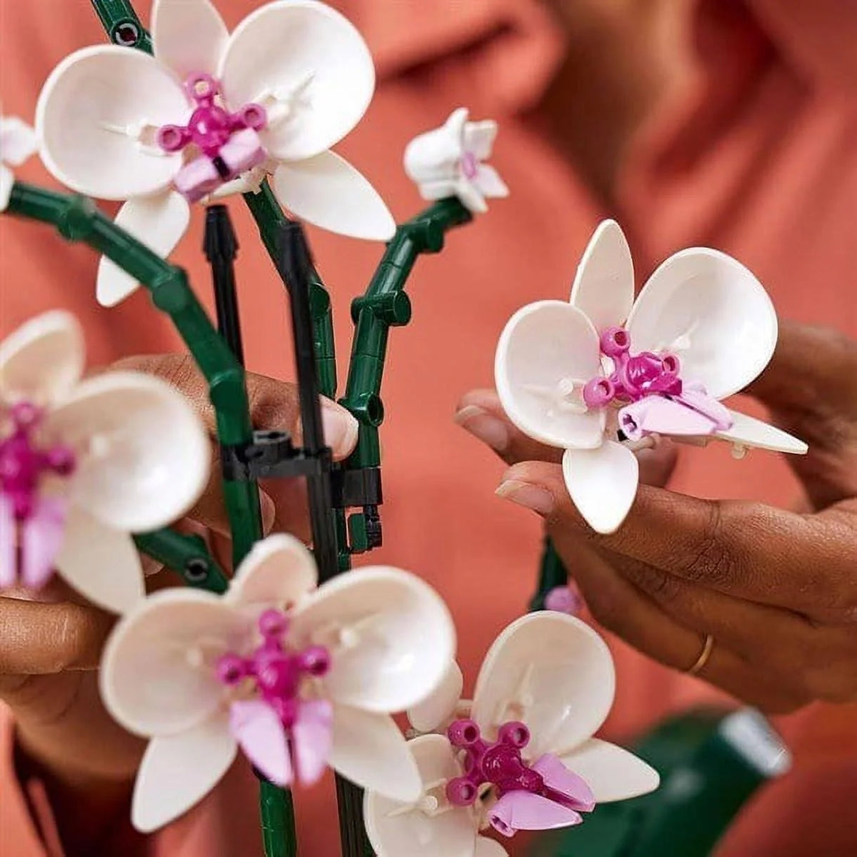 Orchid G28638